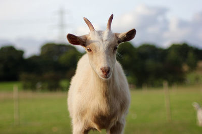 Close-up portrait of goat standing on field