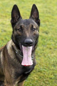 Portrait of a dog shepard belgian malinois