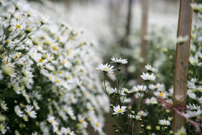 Close-up of white flowering plant