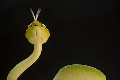 Close-up of yellow flower against black background