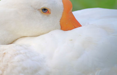 Close-up of a bird