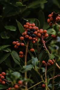 Close-up of berries growing on tree