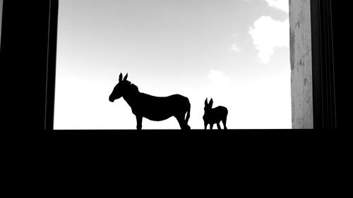 Silhouette horses on a window