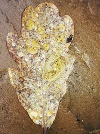 High angle view of leaf on rock