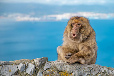 Monkey sitting on rock by sea