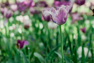 Close-up of pink flowering plant