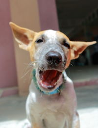 Close-up portrait of dog sticking out tongue
