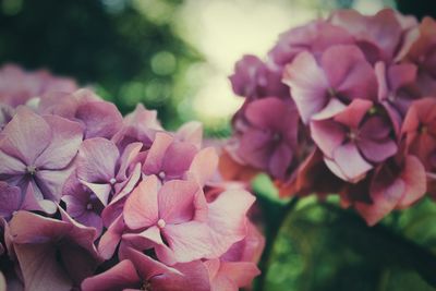 Close-up of pink flowers