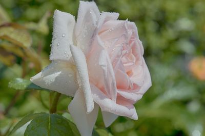 Close-up of wet rose blooming outdoors