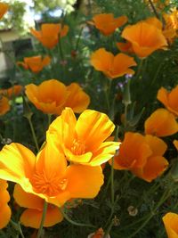 Close-up of yellow flower