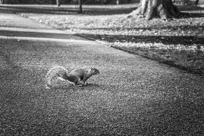 Lizard on a road