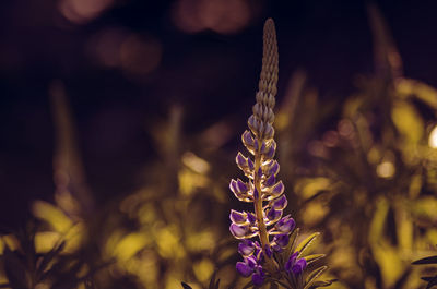 Close-up of purple flowering plant on field