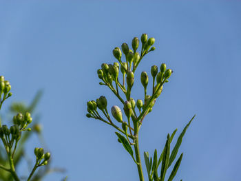 Low angle view of plant against blue sky