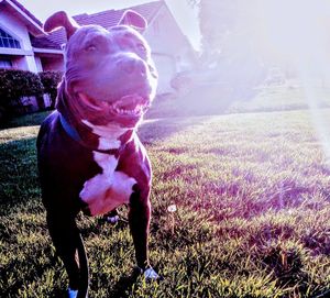 Dog looking away on field