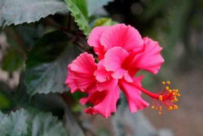 Close-up of red hibiscus blooming outdoors