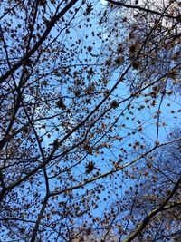 Low angle view of tree against blue sky