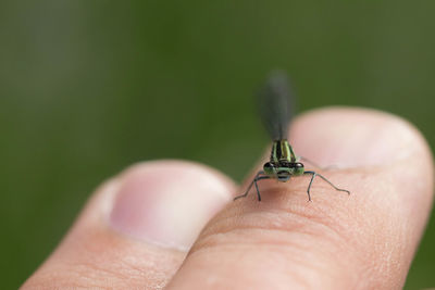 Close-up of insect on hand