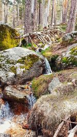 Plants growing on rocks in forest