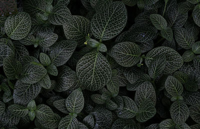 Full frame shot of plants