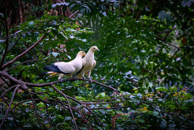 White bird perching on a tree