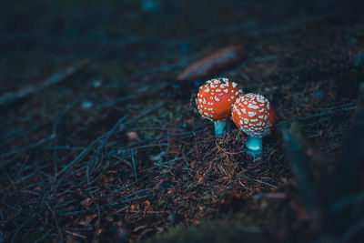 Close-up of fly agaric mushroom