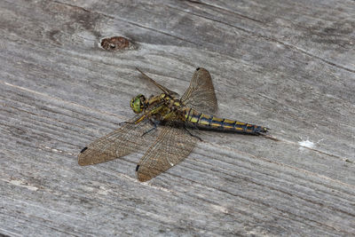 Close-up of grasshopper on wood