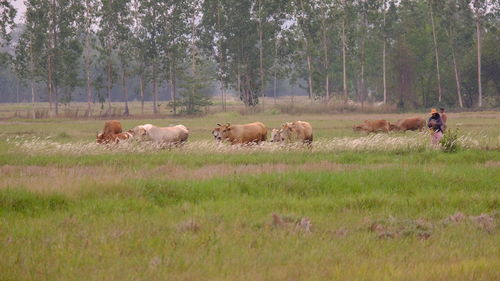 Horses in a field