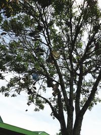 Low angle view of trees