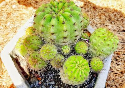 High angle view of succulent plant on field