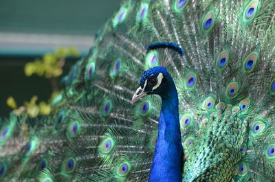 Close-up of peacock