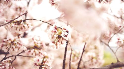 Close-up of cherry blossoms in spring