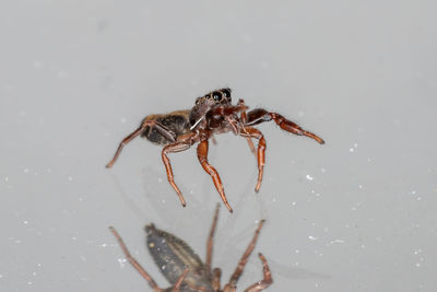 Close-up of spider