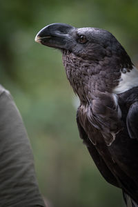 Close-up of eagle