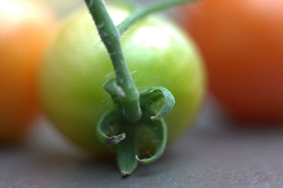 Extreme close up of plant