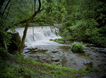 River flowing amidst trees in forest