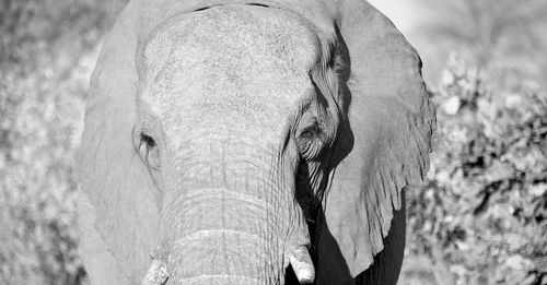 Close-up of elephant