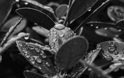 Close-up of raindrops on leaves