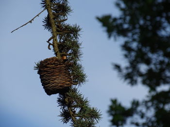 Low angle view of pine tree against sky