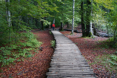 Footpath amidst trees in forest