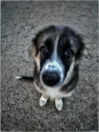 High angle portrait of puppy