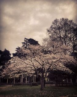 Bare trees on field