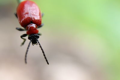 Close-up of insect