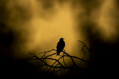 Silhouette bird perching on a tree