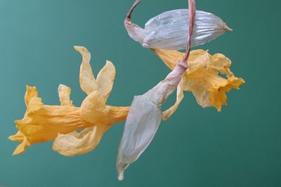 Close-up of yellow flower against blue background