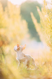 Close-up of rabbit on field