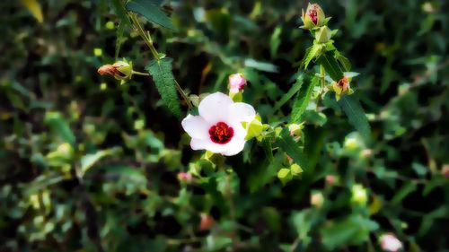 Close-up of cactus flower blooming outdoors