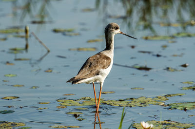 Close-up of bird on lake