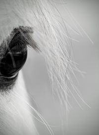 Close-up of horse