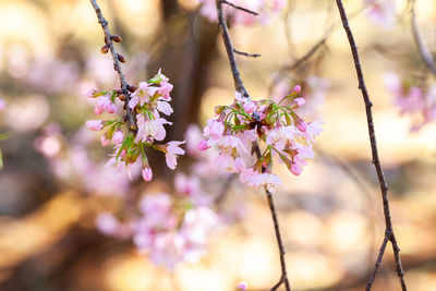 Close-up of cherry blossoms in spring