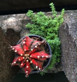 High angle view of butterfly on flower